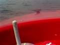 Sejltur i wave rider