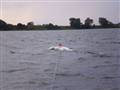 Vandski